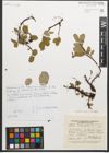 Foto von Salix reticulata L.